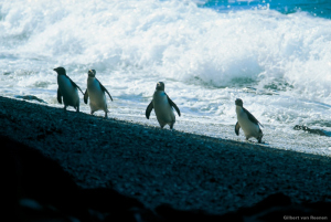 Fiordland Crested Penguin